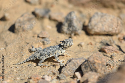 Southern Desert Horned Lizard in California rocks