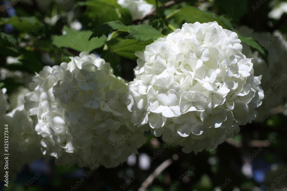 Buldenezh blossom. White beautiful flower Buldenezh blossom. White beautiful flower