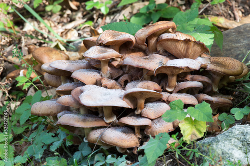 A photo of mushrooms in the wood