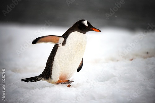  Gentoo Penguin