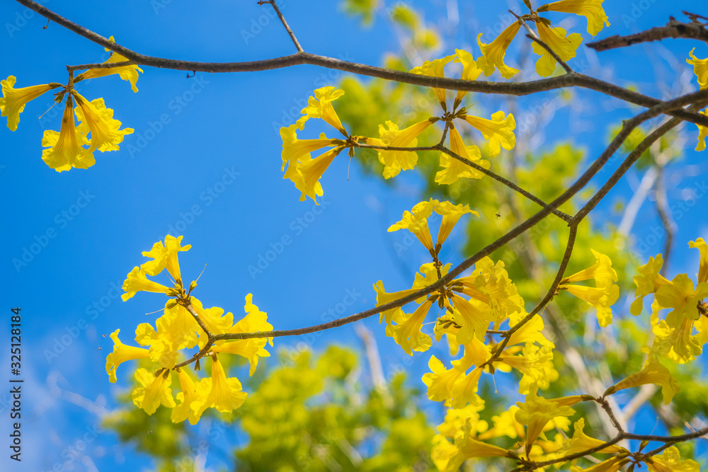Handroanthus chrysanthus with beautiful blue sky Handroanthus chrysanthus with beautiful blue sky