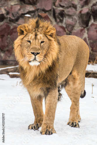 Portrait of an Asian lion