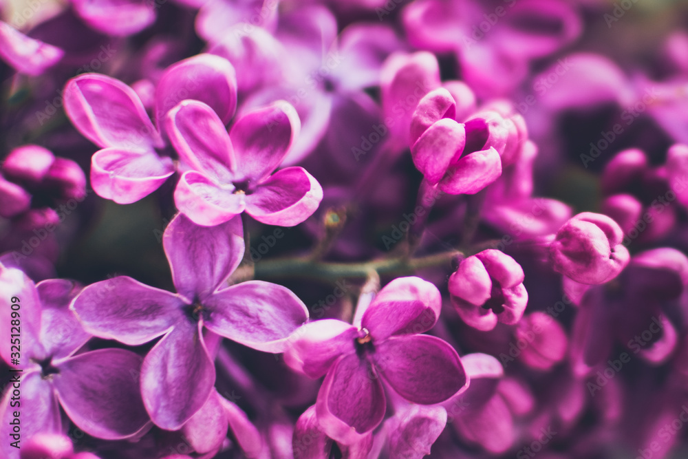 Beautiful spring lilac texture background Beautiful spring lilac texture background