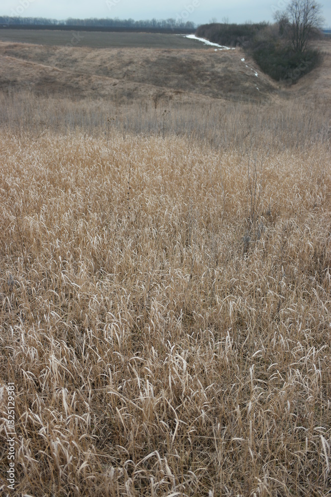 Fototapeta premium brown grass in winter