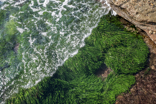 sea grass