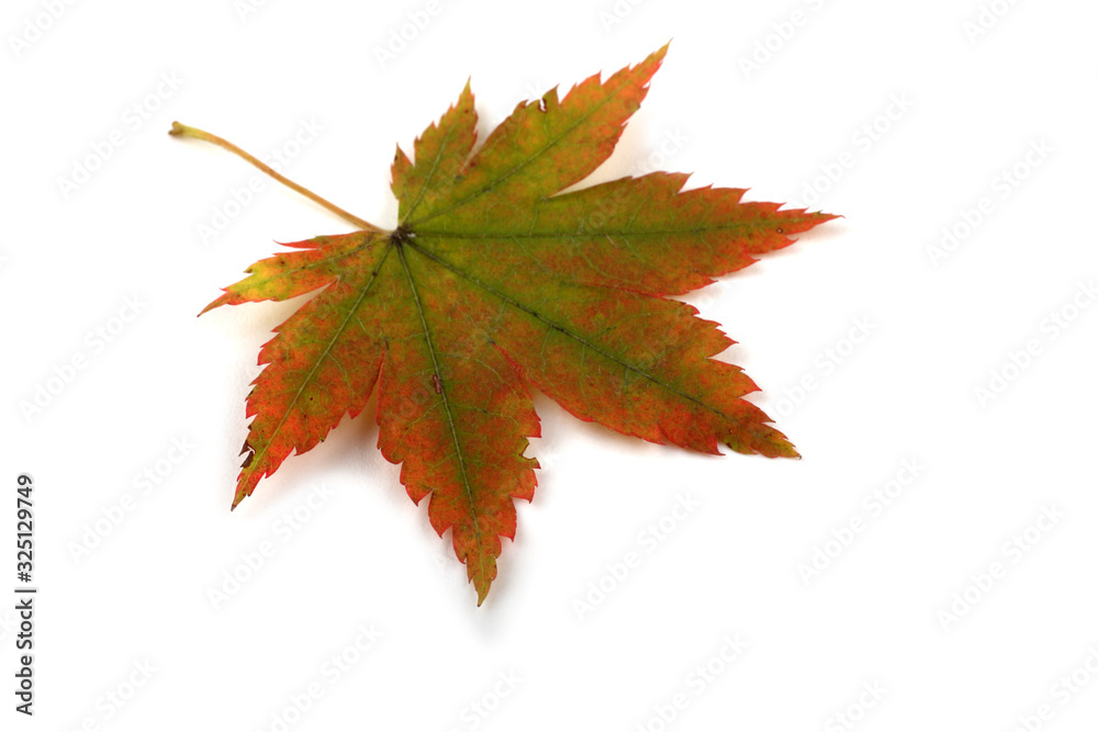 Fototapeta premium Autumn maple leaf