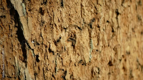 Oak bark forests infested drought dry detail close-up deciduous attacked European beetle pest Xyleborus monographus ambrosia, Scolytus intricatus Platypus cylindrus oak pinhole borer