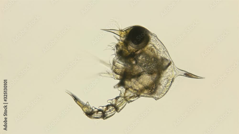 Vidéo Stock The crab larva under the microscope, called Zoea, lives as