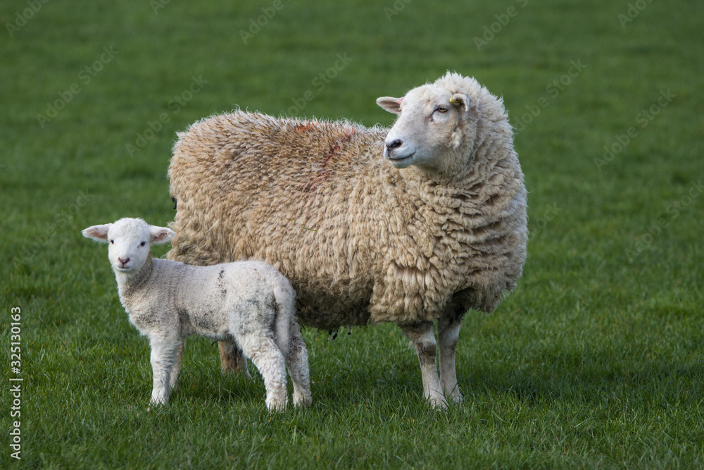 Sheep in a farm field, waiting for the grass to grow Sheep in a farm field, waiting for the grass to grow