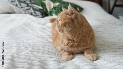 Ginger Exotic Shorthair Cat Peacefuly Laying On Bed. 4K Footage Of Funny Purebred Domestic Cat photo