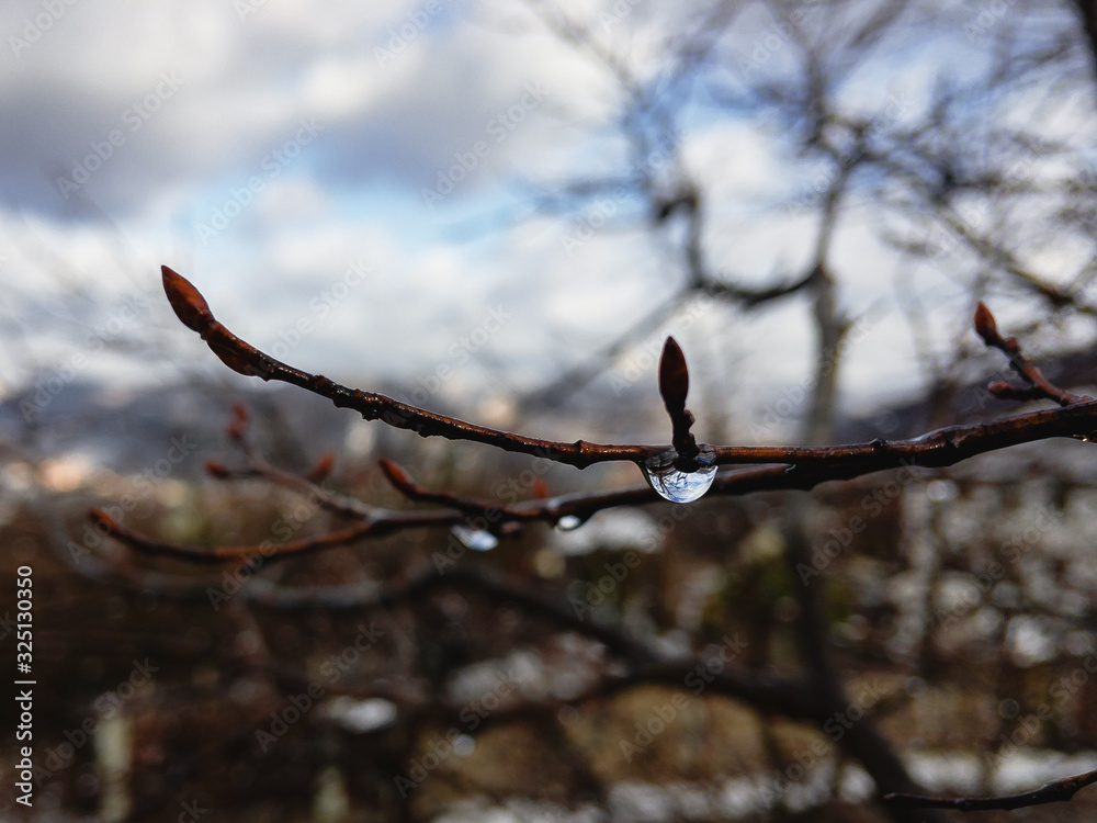Raindrops on a branch without leaves in early spring on a blurred background. Raindrops on a branch without leaves in early spring on a blurred background.