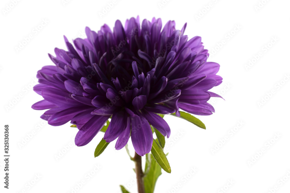 Violet aster isolated on white Violet aster isolated on white