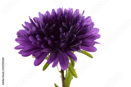 Violet aster isolated on white