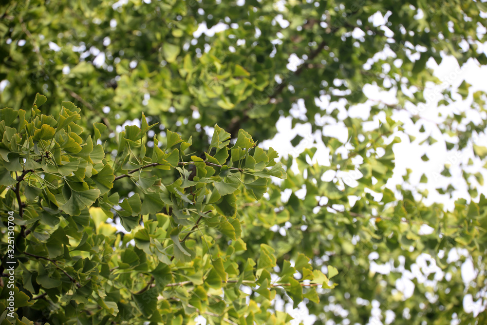 Ginkgo biloba tree Ginkgo biloba tree