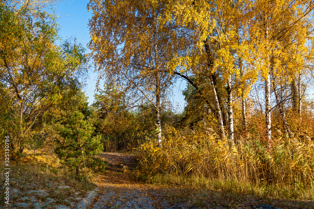 Obraz premium A close-up view of an autumn tree
