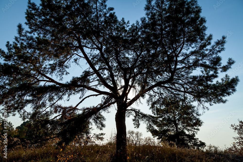Fototapeta premium A big oak at a sunset light