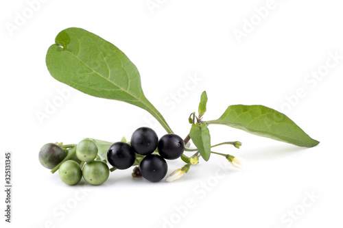 Fotografia European black nightshade