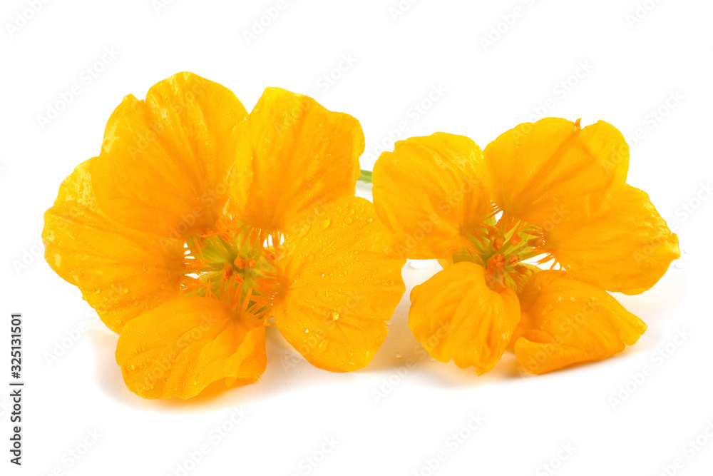 Nasturtiums isolated on white Nasturtiums isolated on white