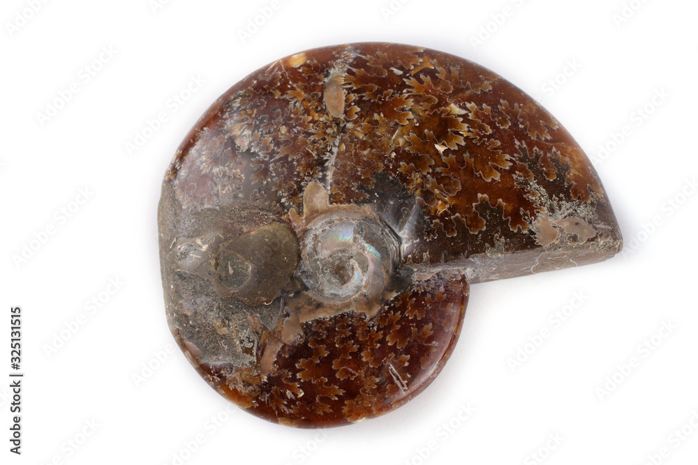 Ammonite isolated on white Ammonite isolated on white