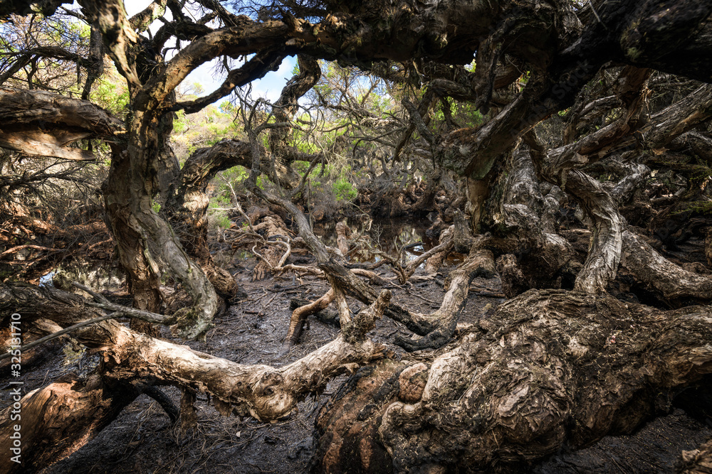 Paperbark trees at Goblin Swamp in Greater National Park, Western Australia