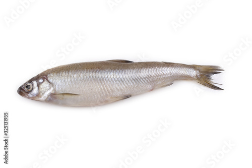 Smelt fish isolated on white. Pacific smelt variety
