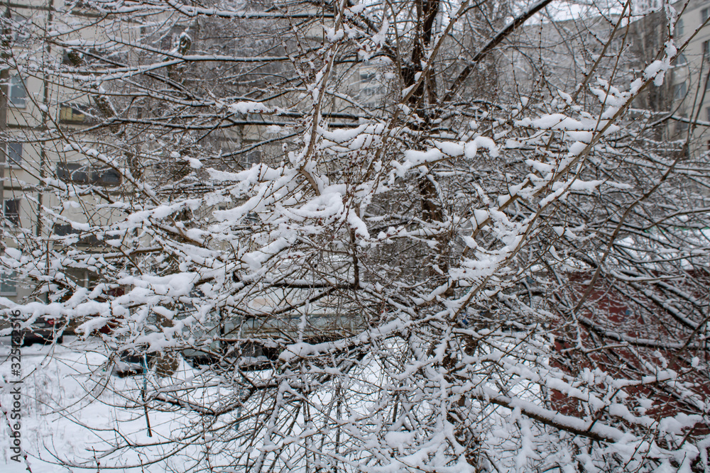 Overgrown shrubs in the snowy blanket of cold winter