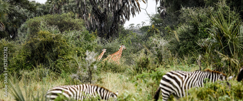 Safari Animals © CaPlanPhotography