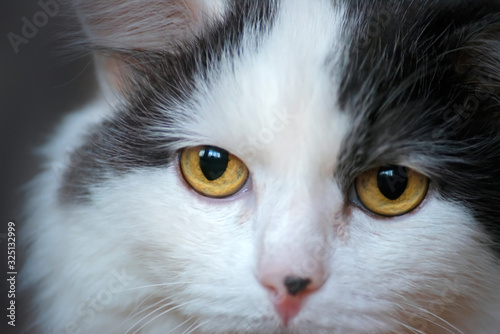 portrait of a sad white cat with long hair and yellow eyes