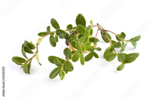 Cowberry leaves isolated on white