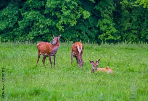 Park Deer enjoying life in the grass