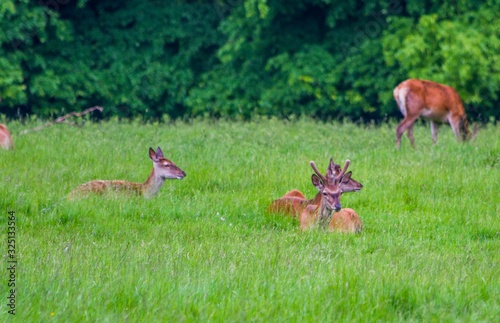 Fototapeta Naklejka Na Ścianę i Meble -  Park Deer enjoying life in the grass
