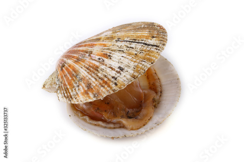 Opened scallop isolated on white