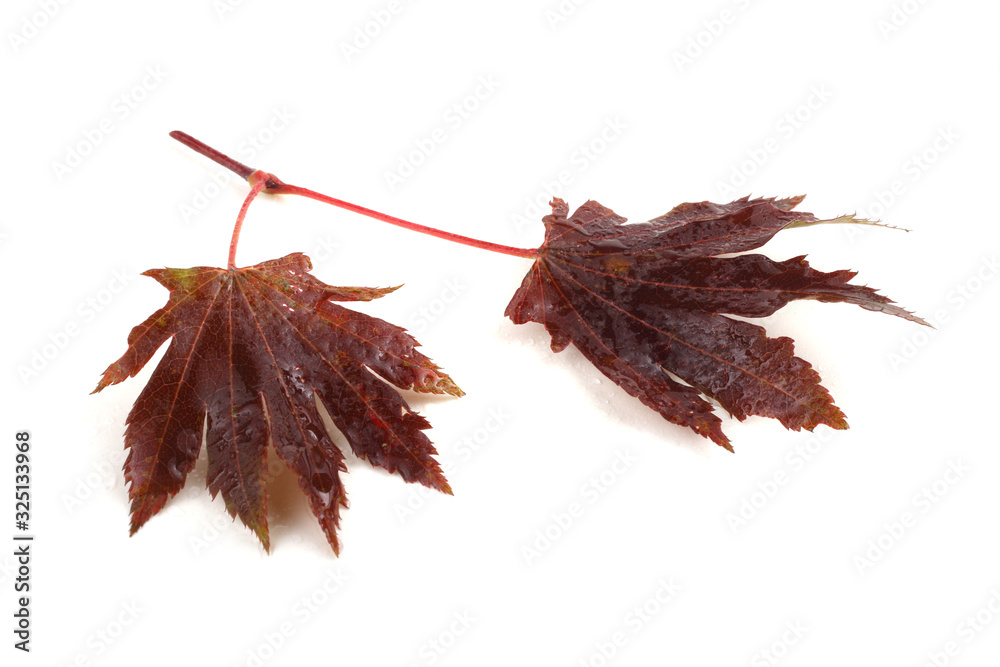 Obraz premium Autumn maple leaf