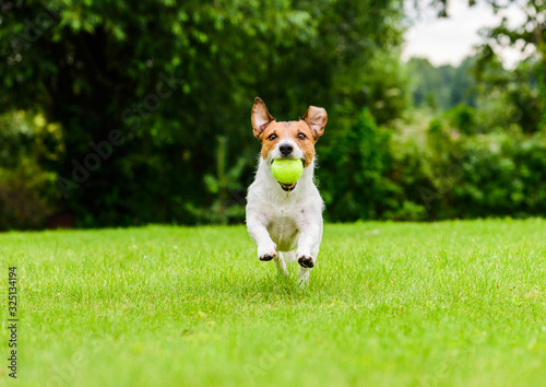 Photography Active happy dog playing fetch game outdoors on sunny day