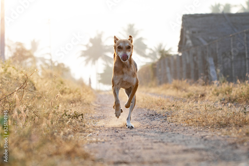 running dog in the morning
