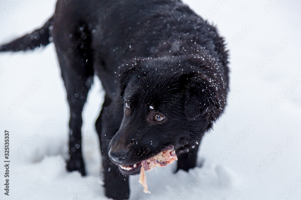 Stray dogs in the winter outside