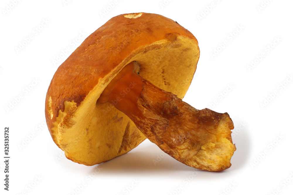 Xerocomus subtomentosus (brown and yellow bolet, boring brown bolete, yellow-cracked bolete, suede bolete) Xerocomus subtomentosus (brown and yellow bolet, boring brown bolete, yellow-cracked bolete, suede bolete)