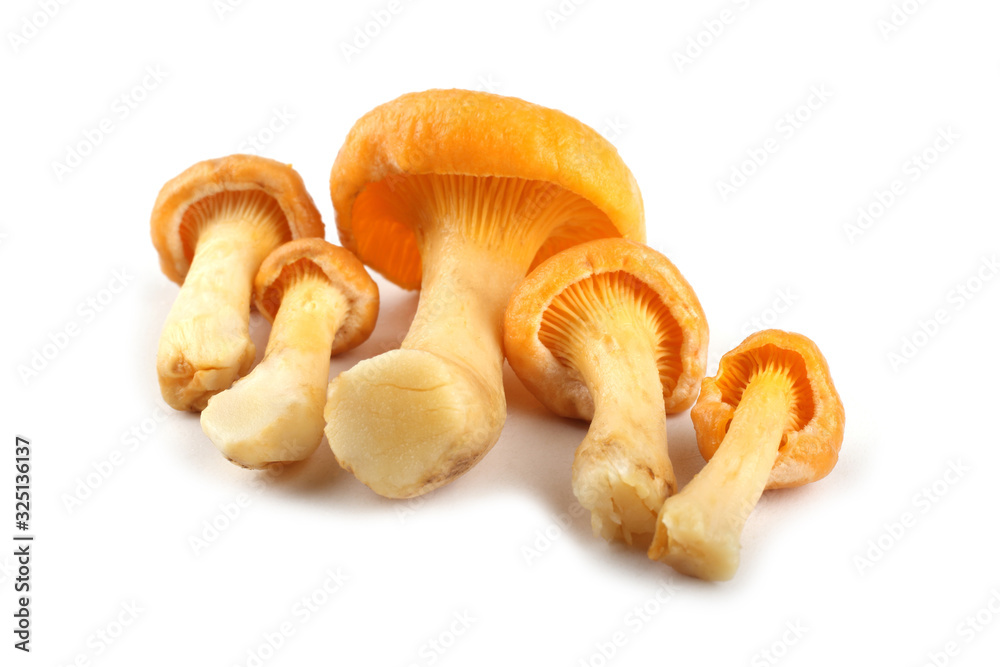 Fototapeta premium Golden chanterelle (Cantharellus cibarius) mushroom
