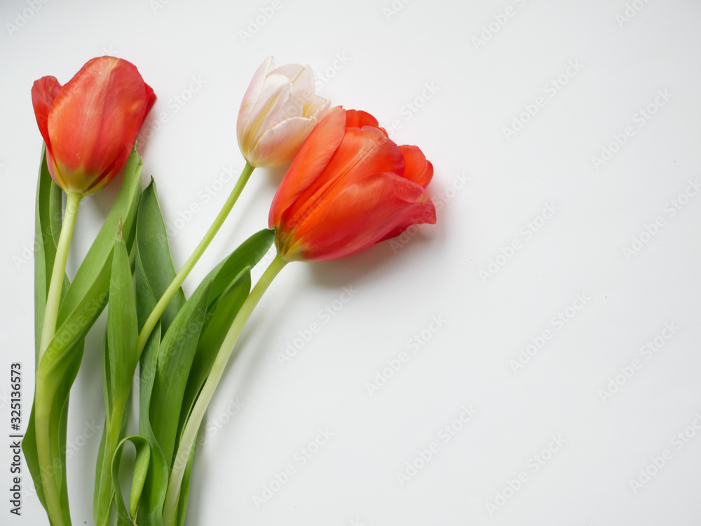 Bouquet of tulips with isolated on white background. Top view. Bouquet of tulips with isolated on white background. Top view.