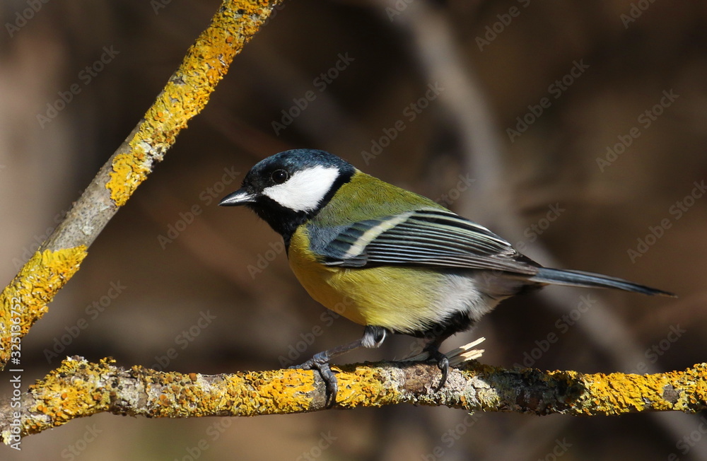 Obraz premium Great tit on branch background, Parus major
