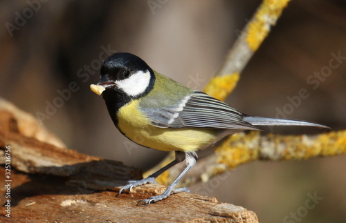 Great tit on branch background, Parus major