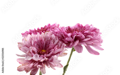 Growing chrysanthemum isolated on white