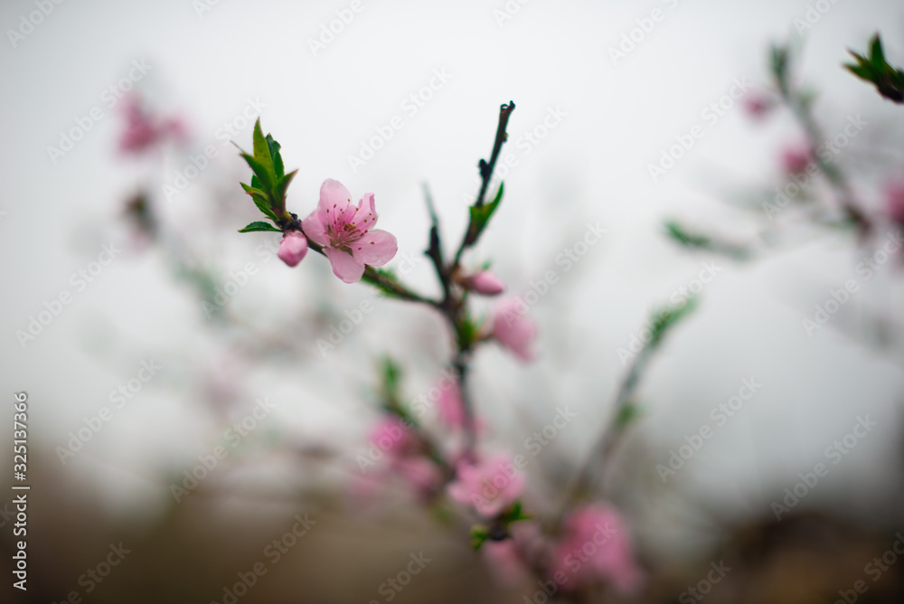 blooming pink peach flowers on an abstract background in spring in good weather blooming pink peach flowers on an abstract background in spring in good weather