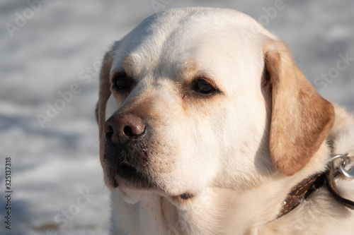 yellow labrador on the snow in forest in winter