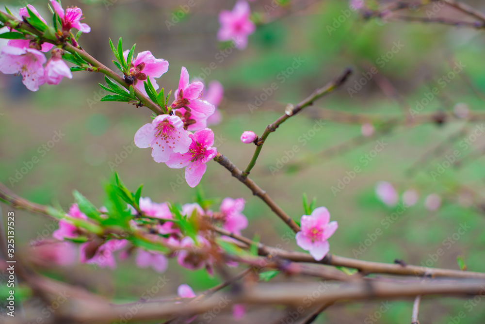 blooming pink peach flowers on an abstract background in spring in good weather blooming pink peach flowers on an abstract background in spring in good weather