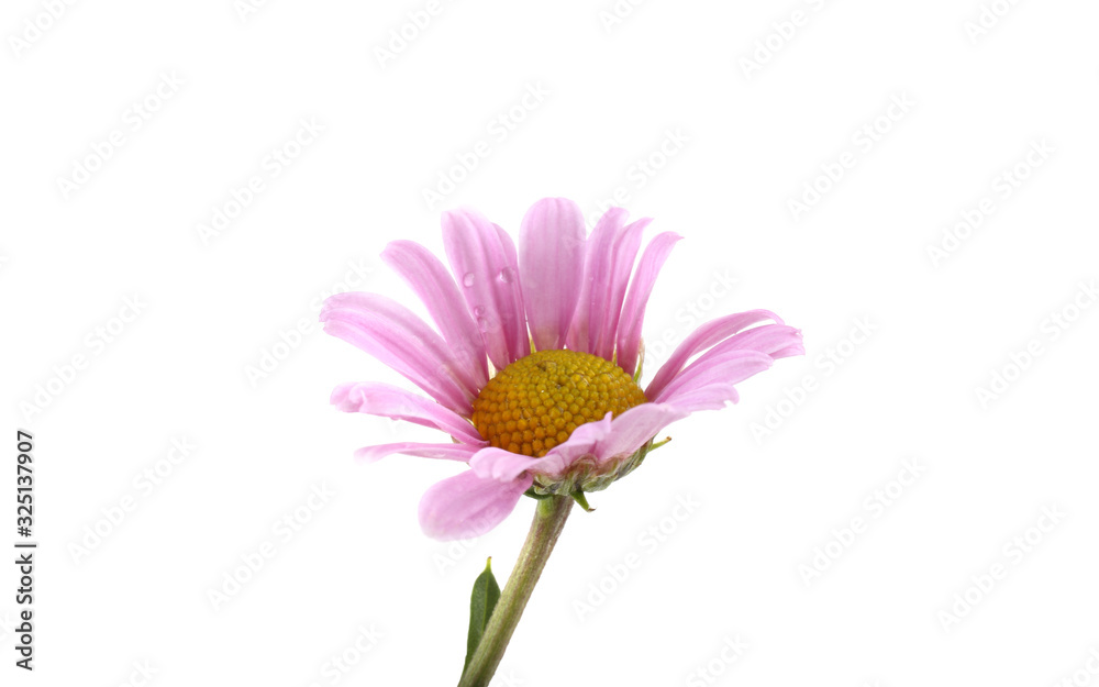 Growing chrysanthemum isolated on white