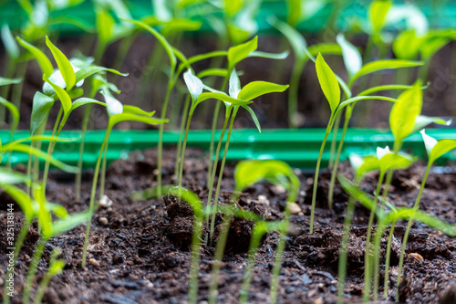 Jungpflanzen der Thai Chili in einer Anzuchtplatte