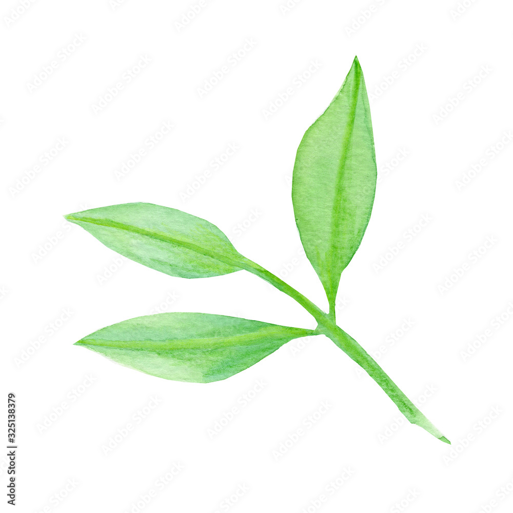 Obraz premium Spring green branch with leaves.