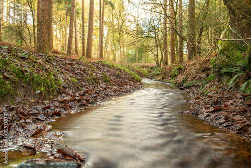 Delamere Forest, Cheshire