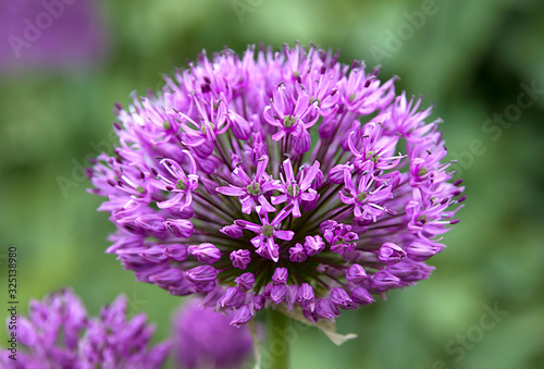 Close up photograph of a colorful flower